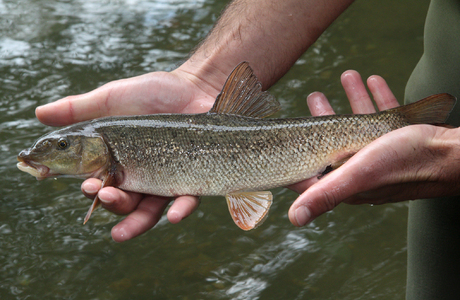 Semling (Barbus sp.) - © Gernot Kunz
